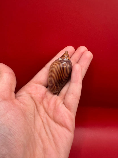 Hand holding Amoria zebra volute to show scale of size