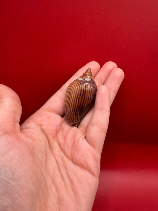 Hand holding Amoria zebra volute to show scale of size