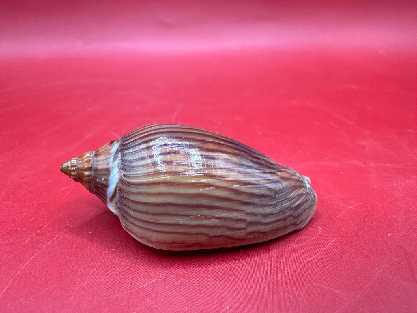 Side view of Zebra volute on red background