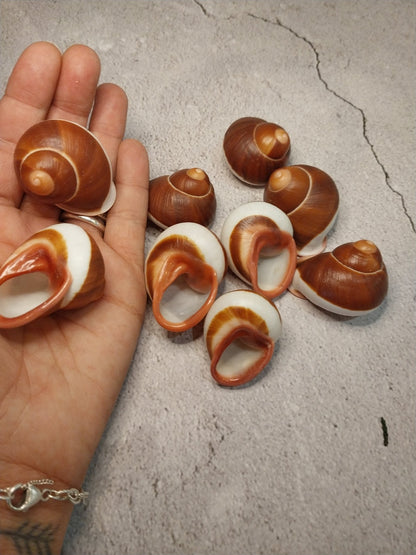 Acavus Superbus Roseolabiatus Land Snail Shell - Shells in Large ShelfLoving Coastal Living