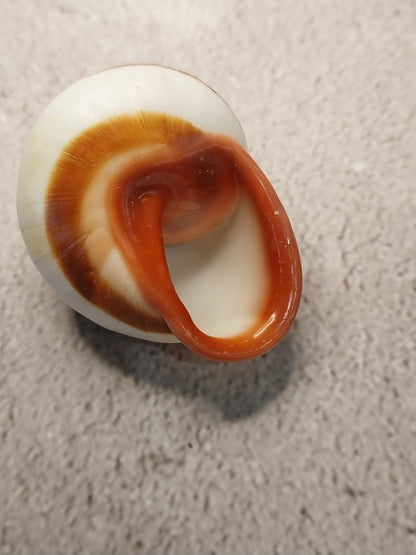 Acavus Superbus Roseolabiatus Land Snail Shell - Shells in Large ShelfLoving Coastal Living