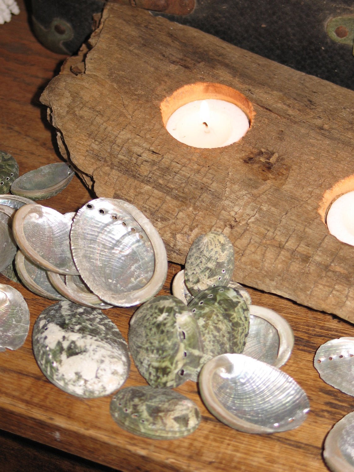 Baby Green Abalone Shells - Loving Coastal Living