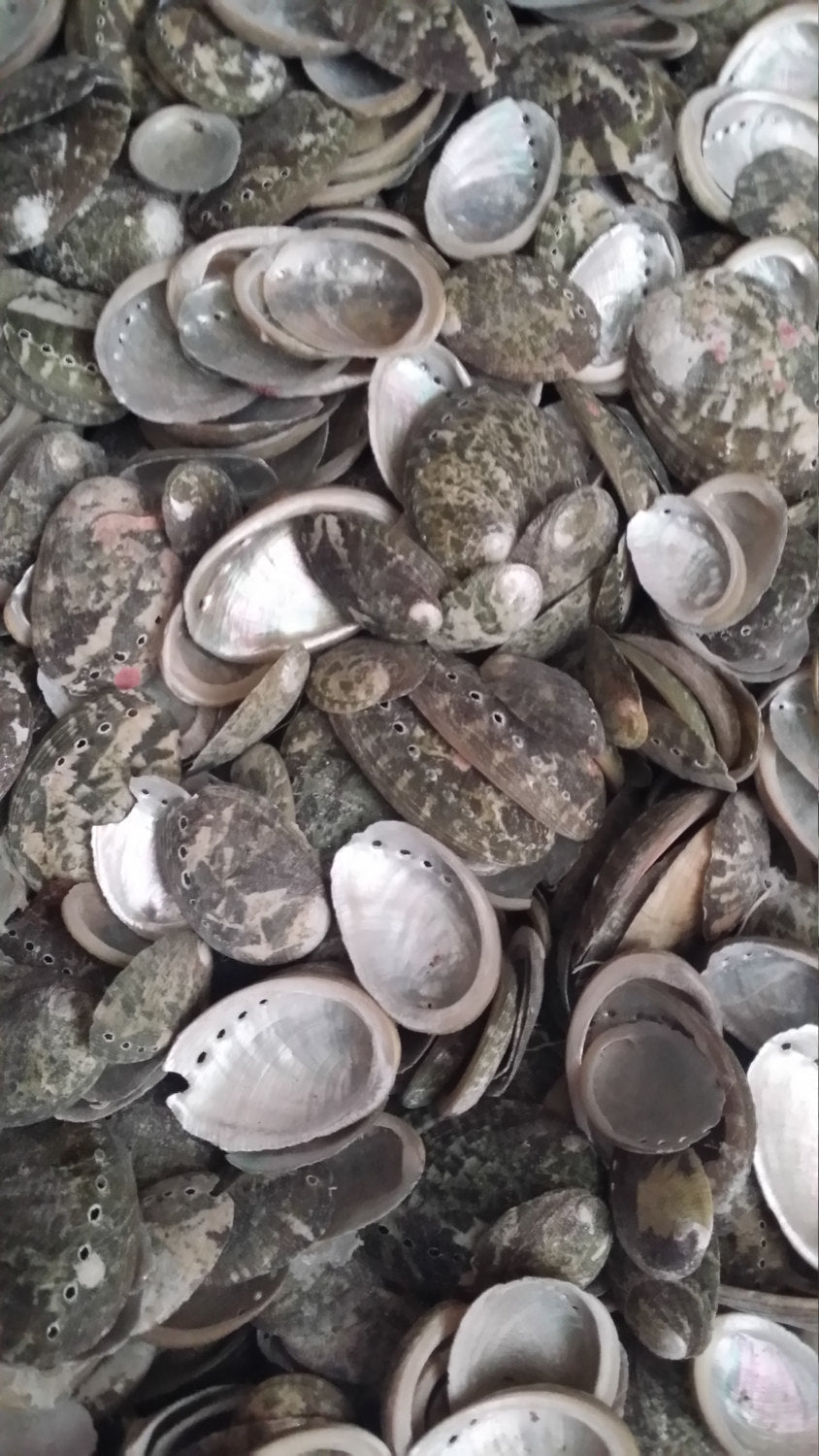 Baby Green Abalone Shells - Loving Coastal Living