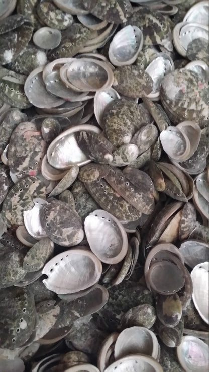 Baby Green Abalone Shells - Loving Coastal Living