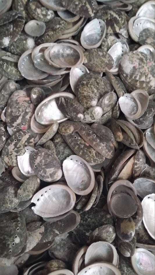 Baby Green Abalone Shells - Loving Coastal Living