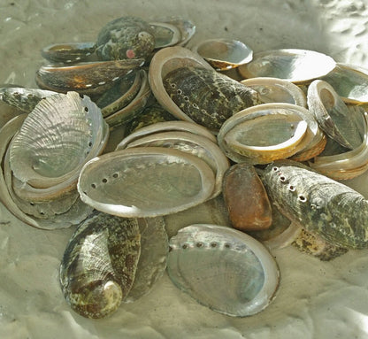 Baby Green Abalone Shells - Loving Coastal Living
