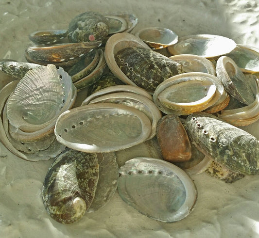 Baby Green Abalone Shells - Loving Coastal Living