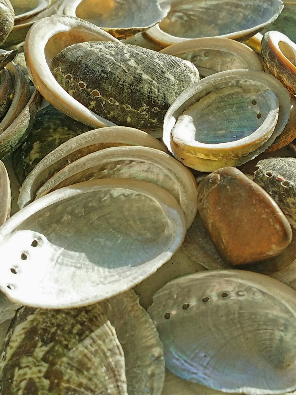 Baby Green Abalone Shells - Loving Coastal Living