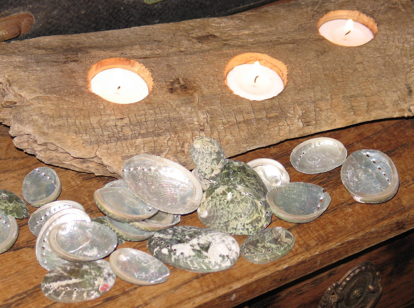 Baby Green Abalone Shells - Loving Coastal Living