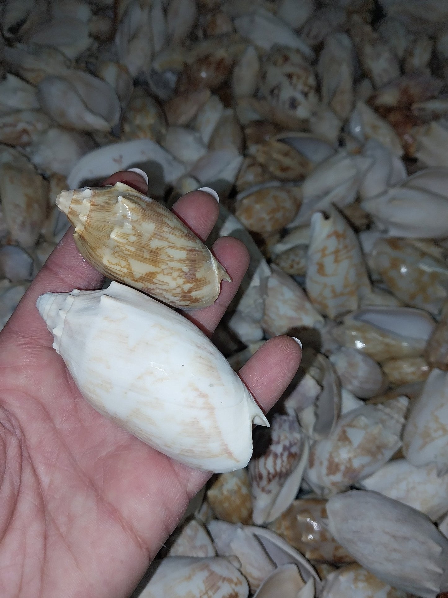 Bat Volute Cymbiola Vespertilio - ShellsLoving Coastal Living