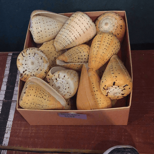 Beech Cone - Loving Coastal Living