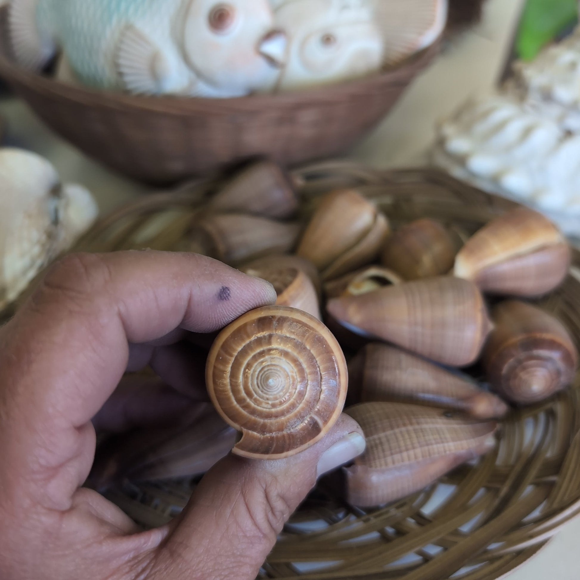 Brown Fig Cone Conus Figulinus Shell - Loving Coastal Living