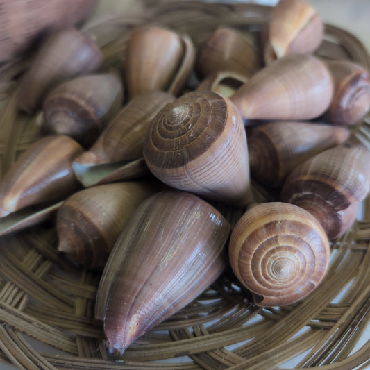 Brown Fig Cone Conus Figulinus Shell - Loving Coastal Living
