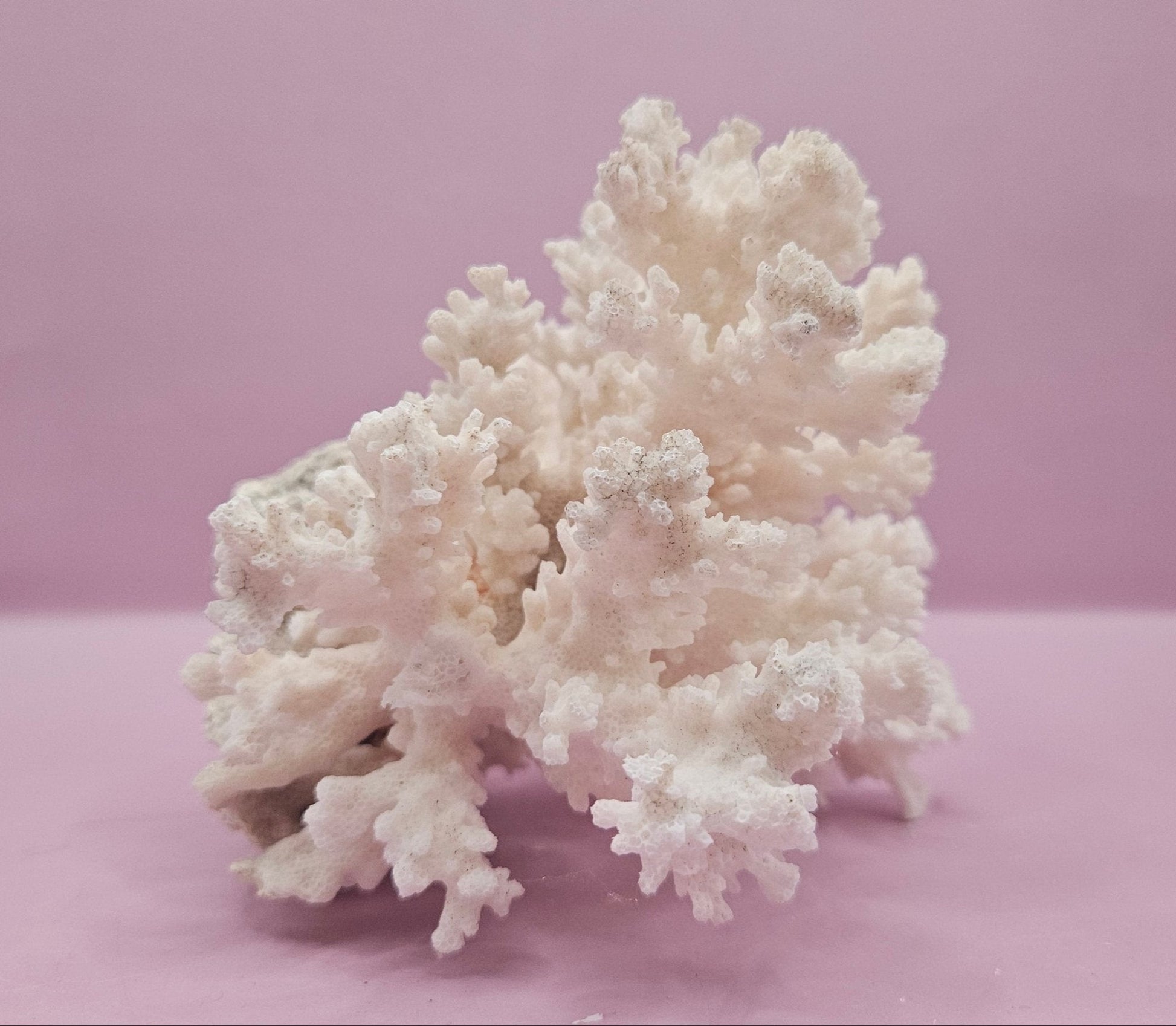 Brownstem Coral Attached to Brain Coral – Unique Natural Marine Display (6.5" x 4.2") - coralLoving Coastal Living