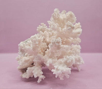 Brownstem Coral Attached to Brain Coral – Unique Natural Marine Display (6.5" x 4.2") - coralLoving Coastal Living