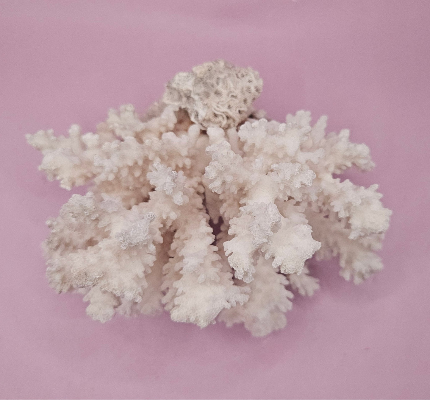 Brownstem Coral Attached to Brain Coral – Unique Natural Marine Display (6.5" x 4.2") - coralLoving Coastal Living