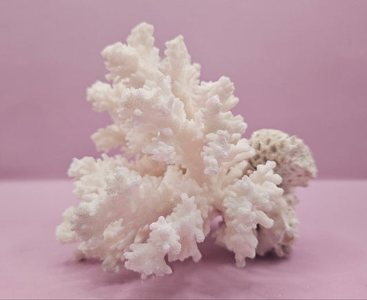 Brownstem Coral Attached to Brain Coral – Unique Natural Marine Display (6.5" x 4.2") - coralLoving Coastal Living