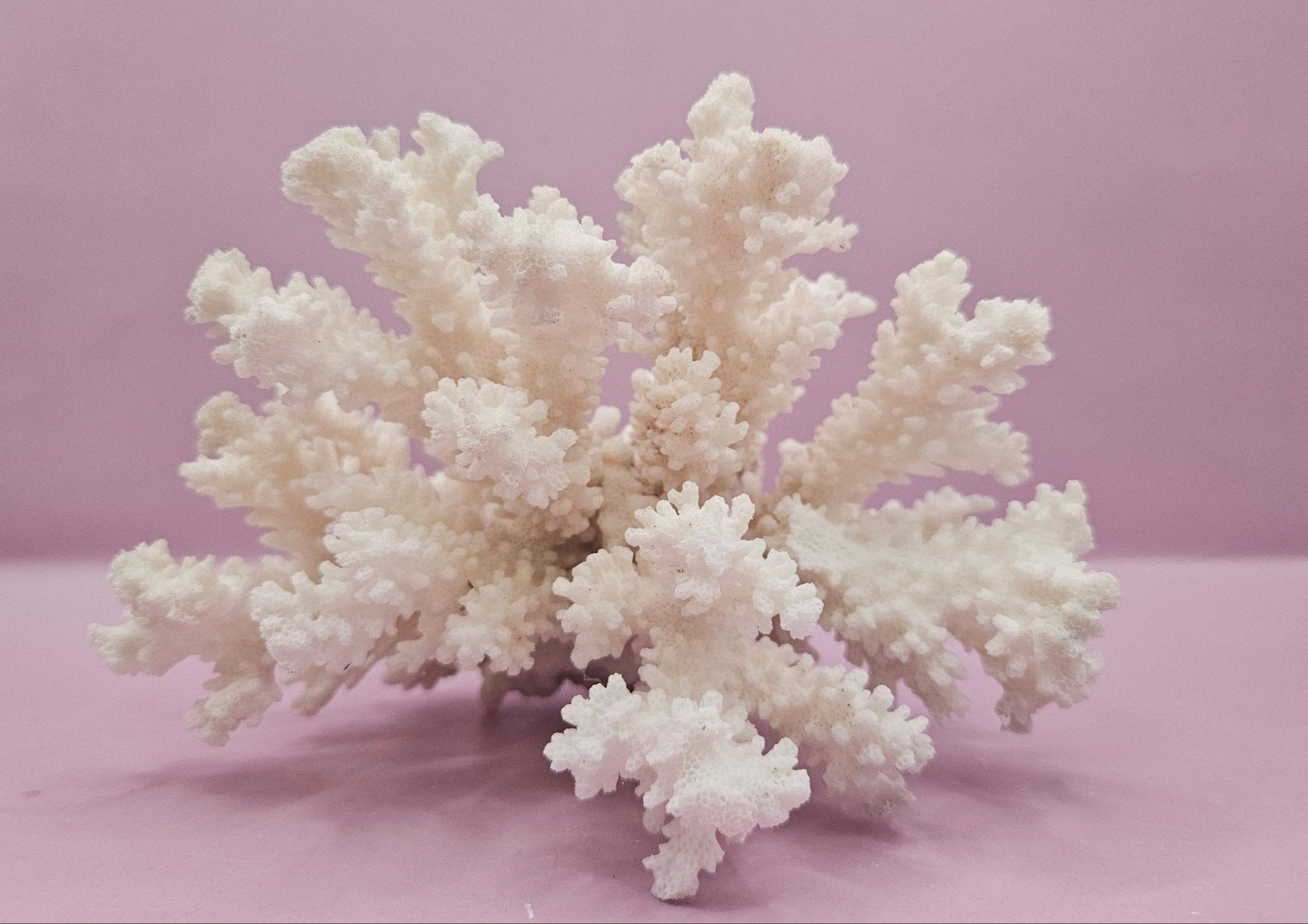 Brownstem Coral Attached to Brain Coral – Unique Natural Marine Display (6.5" x 4.2") - coralLoving Coastal Living