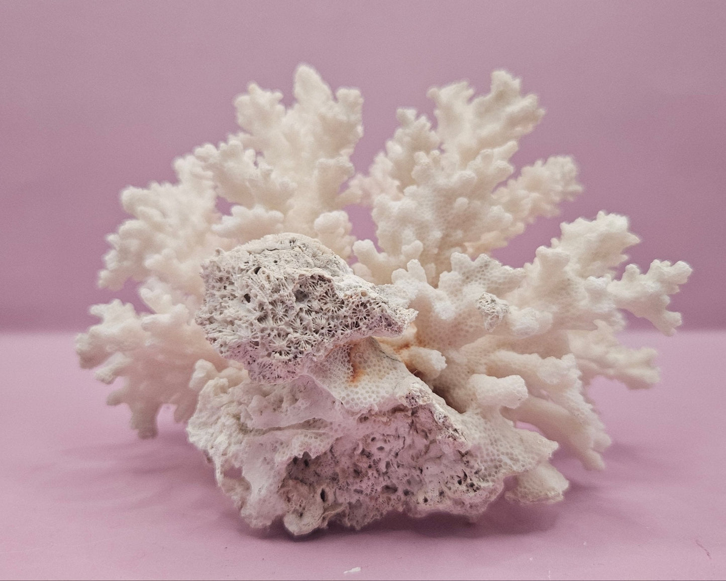 Brownstem Coral Attached to Brain Coral – Unique Natural Marine Display (6.5" x 4.2") - coralLoving Coastal Living