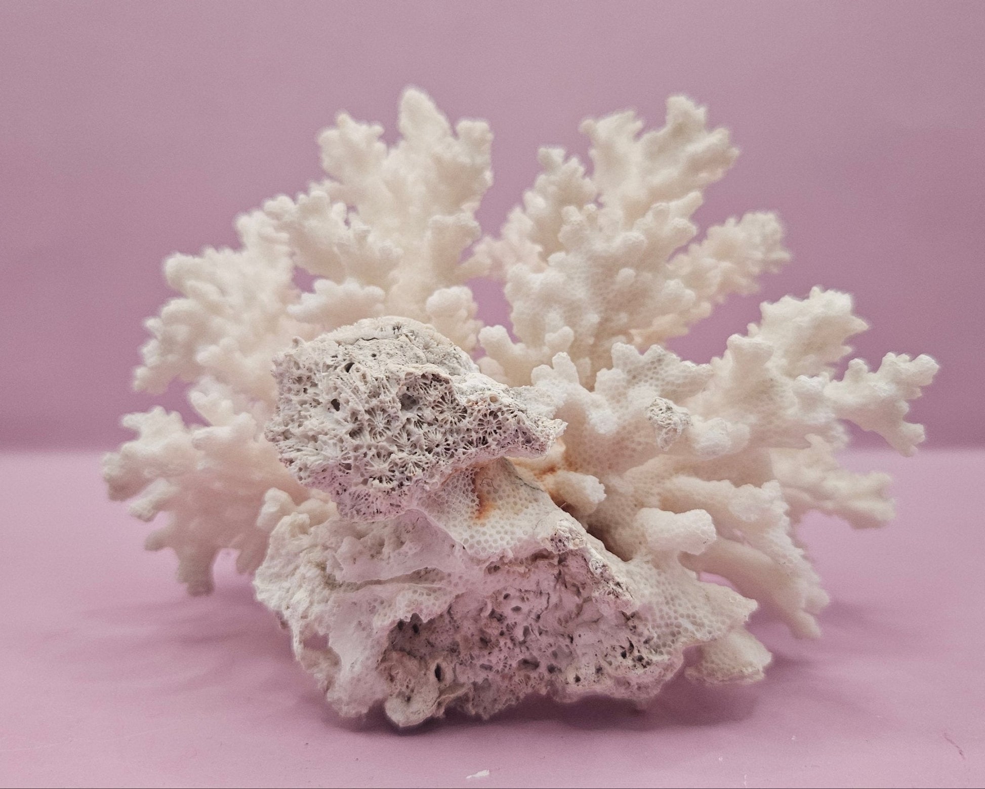 Brownstem Coral Attached to Brain Coral – Unique Natural Marine Display (6.5" x 4.2") - coralLoving Coastal Living
