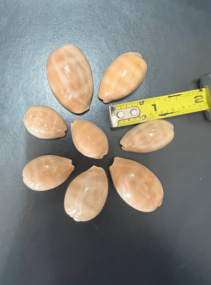 Carnelian Cowry - Loving Coastal Living