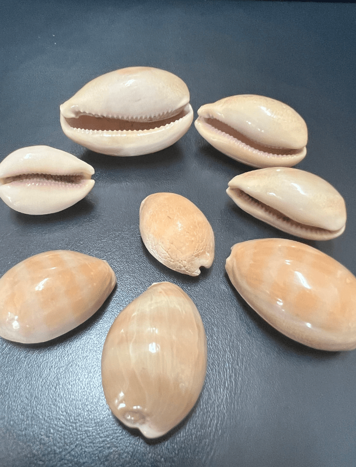 Carnelian Cowry - Loving Coastal Living