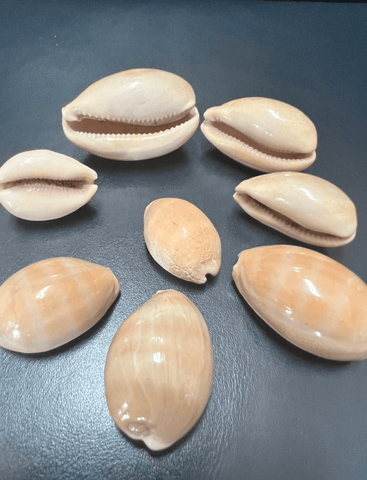 Carnelian Cowry - Loving Coastal Living