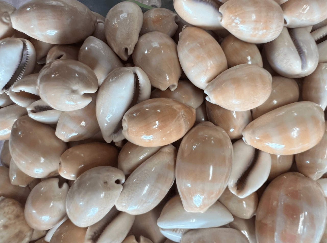 Carnelian Cowry - Loving Coastal Living