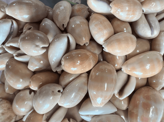 Carnelian Cowry - Loving Coastal Living