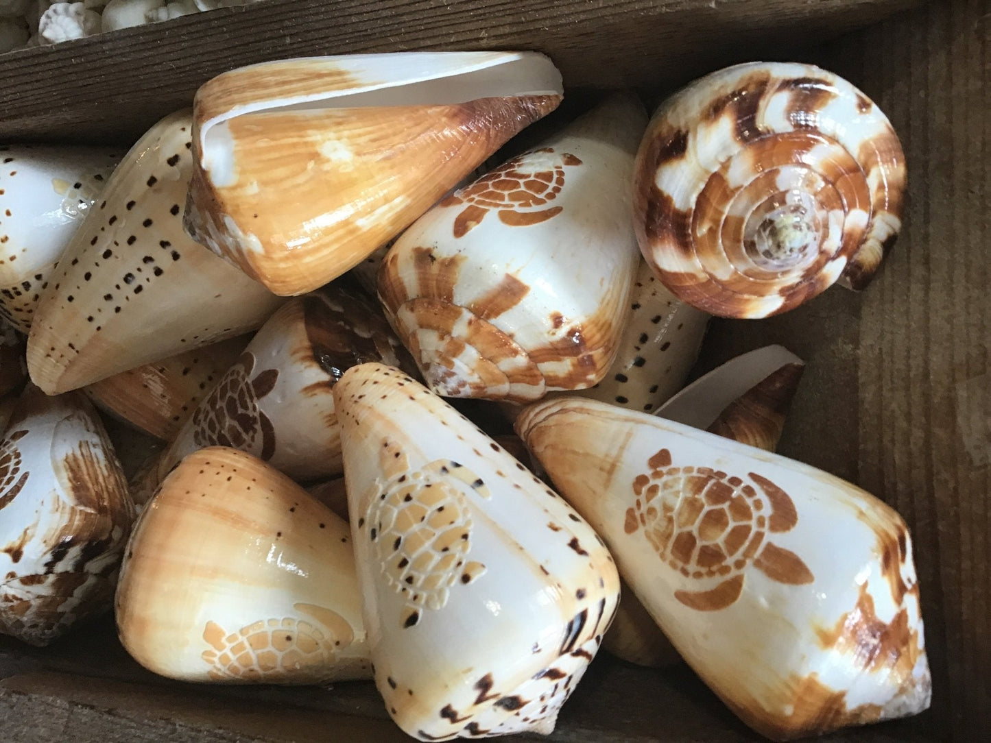 Carved Cone - Loving Coastal Living