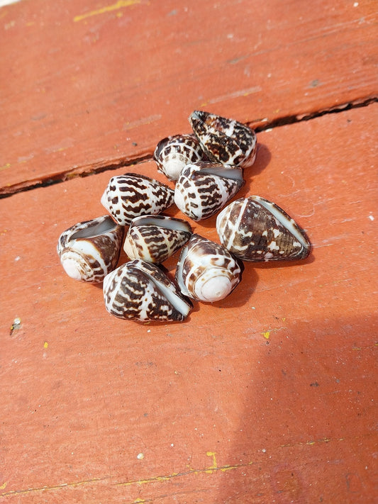 Conus Chaldeus - Loving Coastal Living