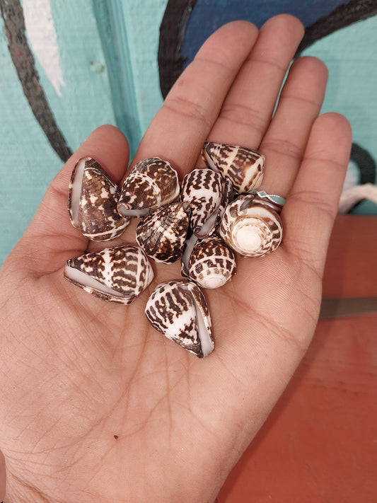 Conus Chaldeus - Loving Coastal Living