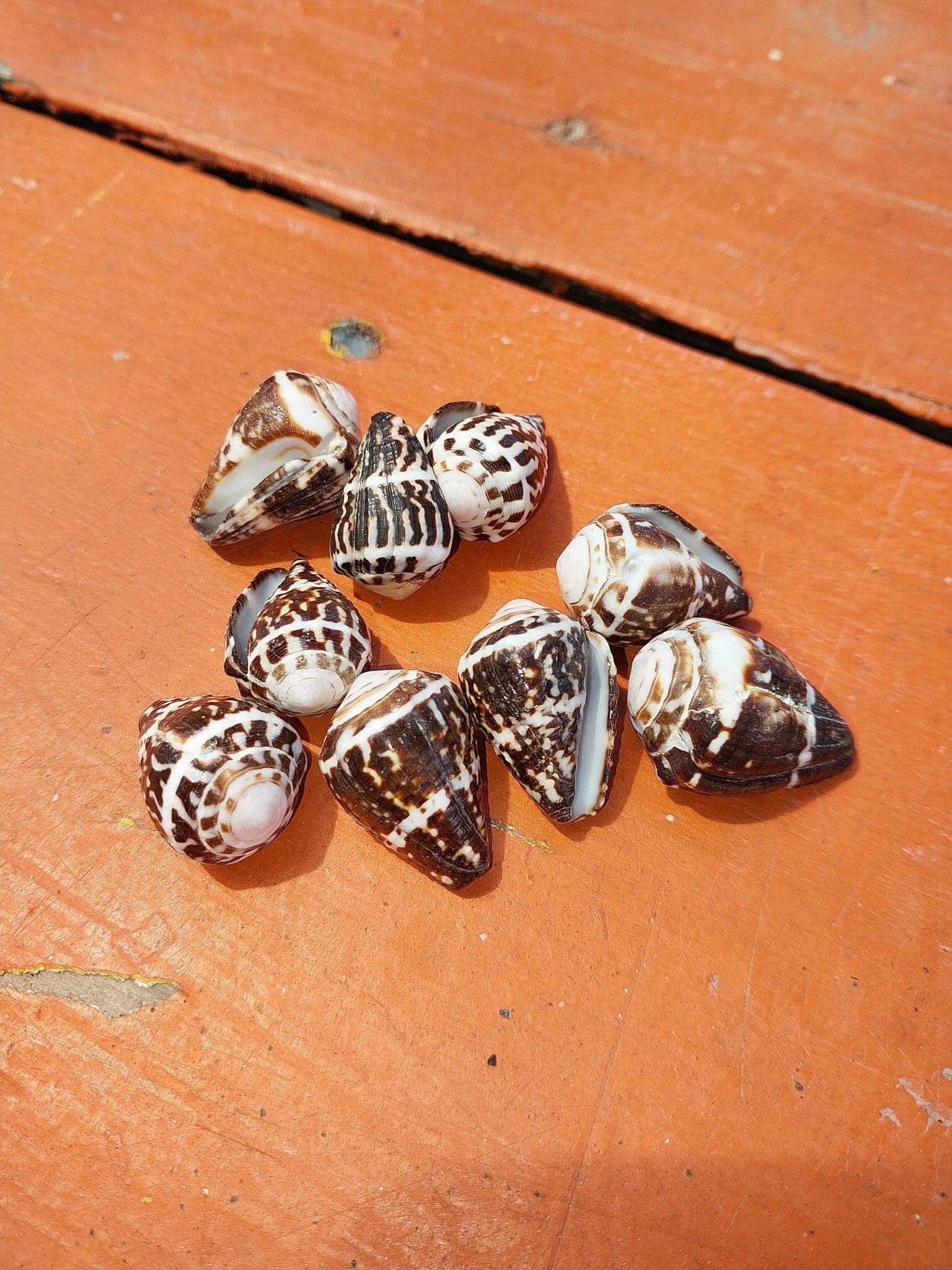 Conus Chaldeus - Loving Coastal Living