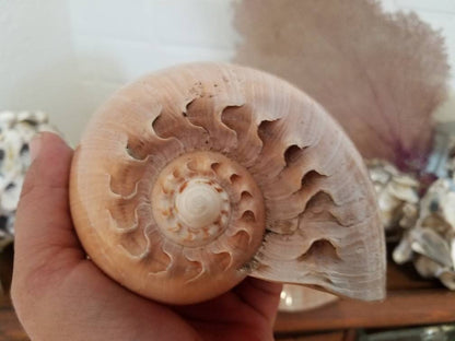 Crowned Baler Melon Shell VOLUTA DIADEMA - Loving Coastal Living