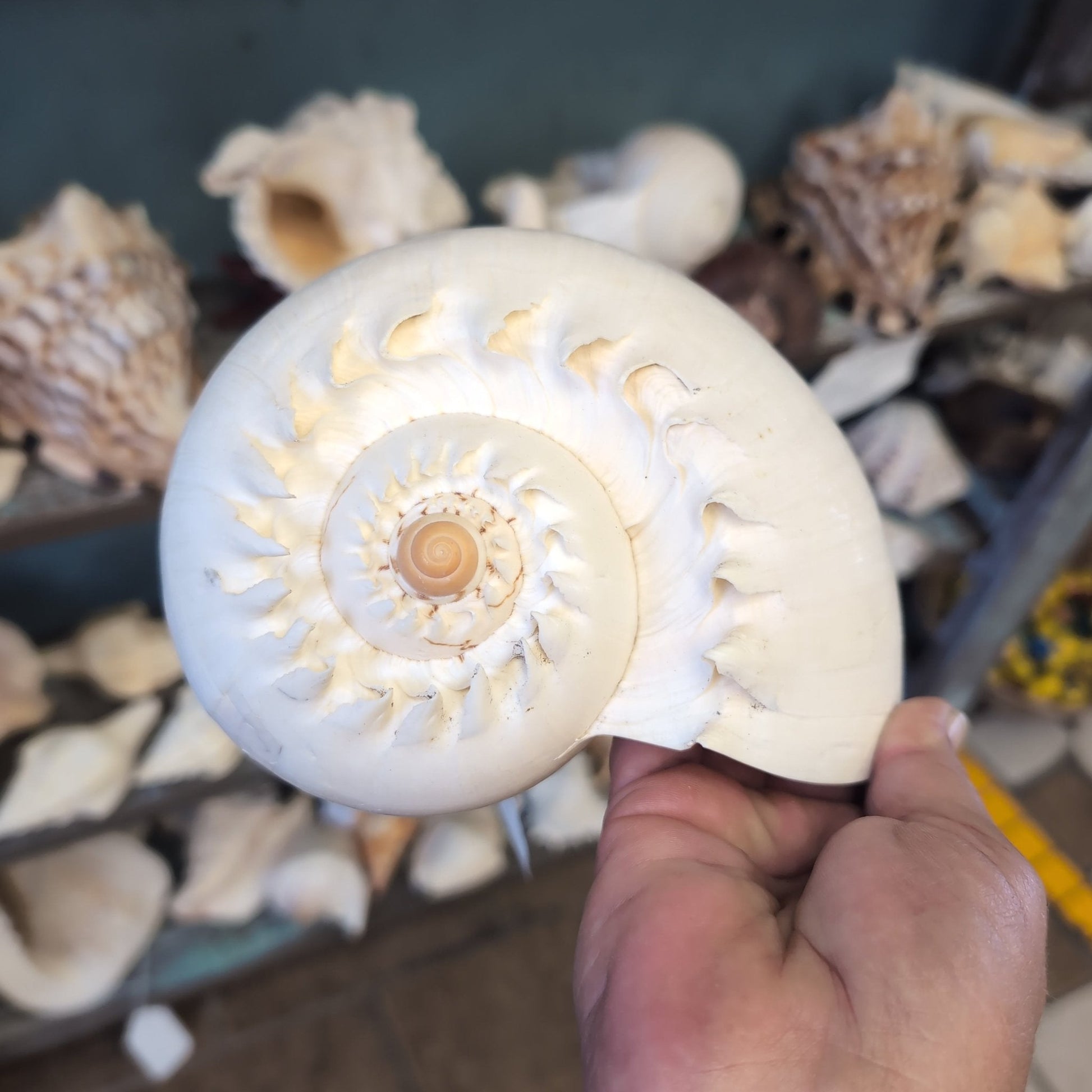 Crowned Baler Melon Shell VOLUTA DIADEMA - Loving Coastal Living