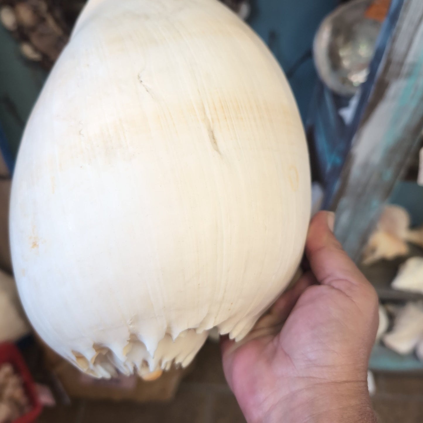 Crowned Baler Melon Shell VOLUTA DIADEMA - Loving Coastal Living