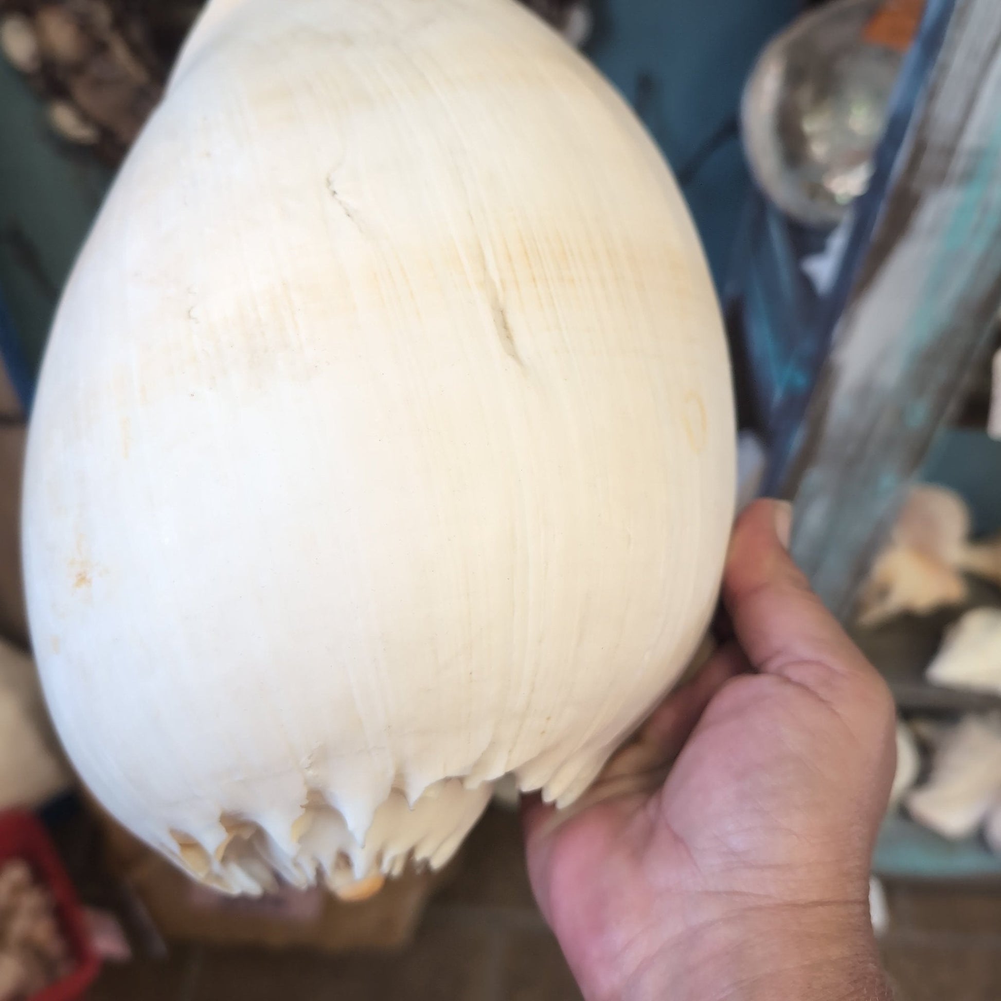 Crowned Baler Melon Shell VOLUTA DIADEMA - Loving Coastal Living