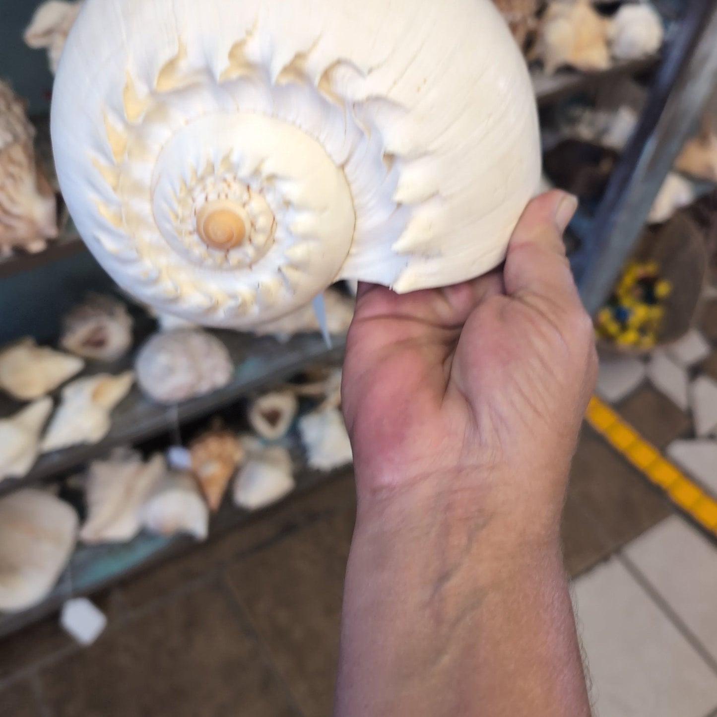 Crowned Baler Melon Shell VOLUTA DIADEMA - Loving Coastal Living