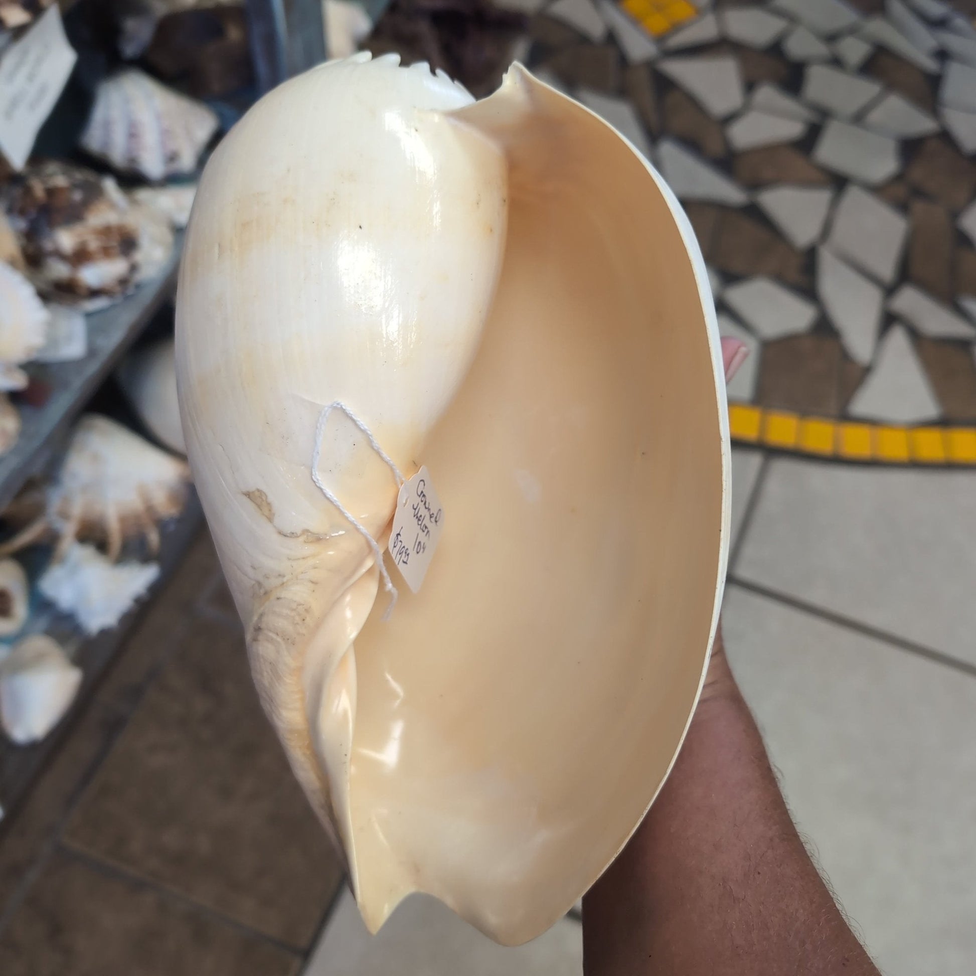 Crowned Baler Melon Shell VOLUTA DIADEMA - Loving Coastal Living