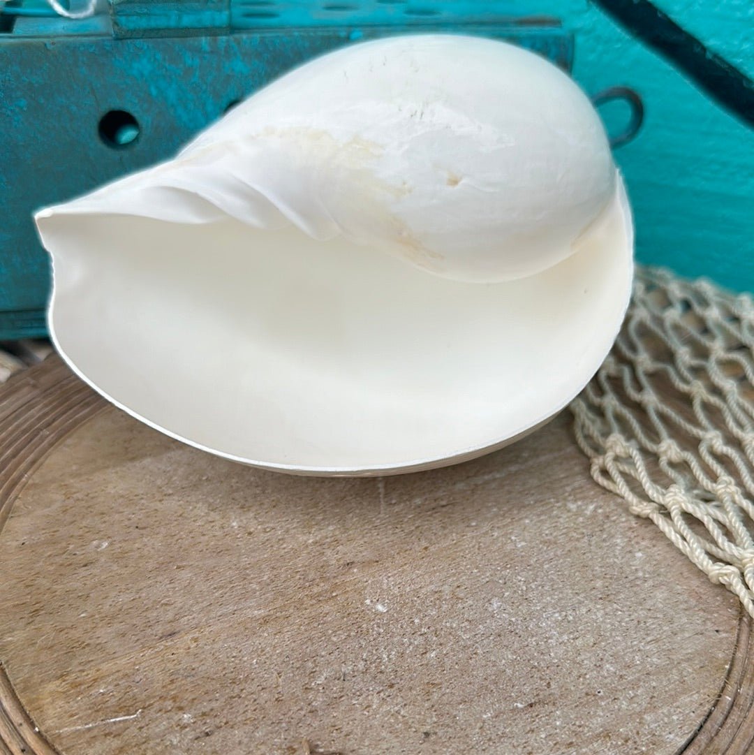 Giant Indian White Melon Volute Shell - Loving Coastal Living