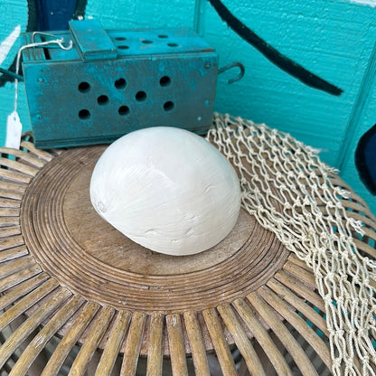 Giant Indian White Melon Volute Shell - Loving Coastal Living