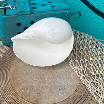 Giant Indian White Melon Volute Shell - Loving Coastal Living