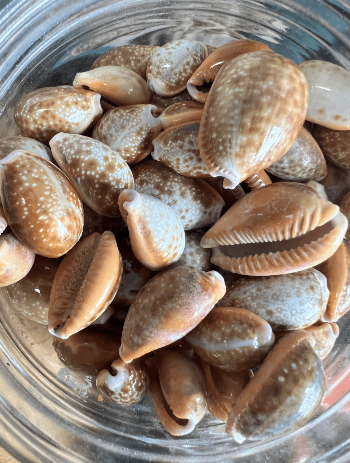 Honey Helvola Cowry - World Shells Imports