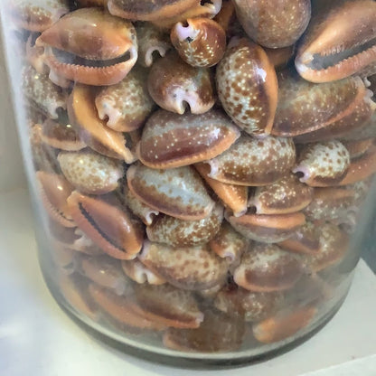 Honey Helvola Cowry - World Shells Imports
