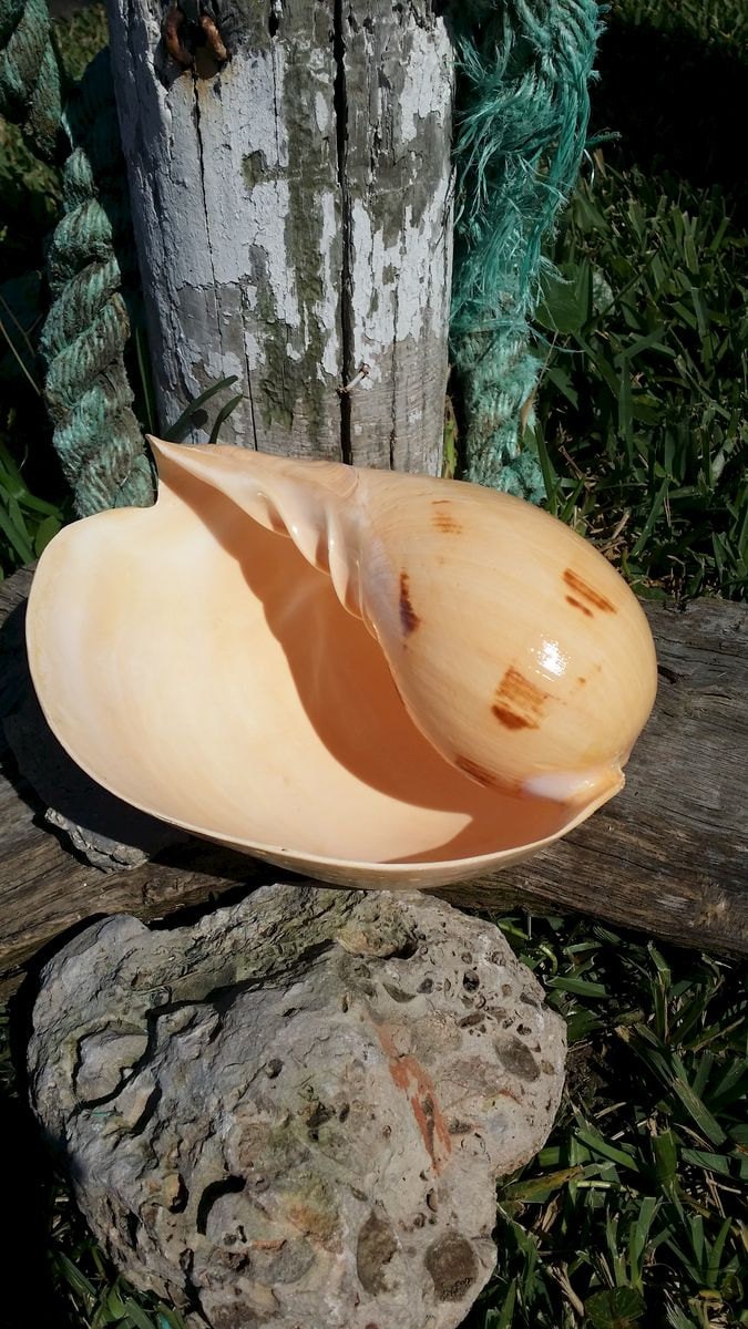 Indian Melon Shell – Voluta melo – 5–10"+