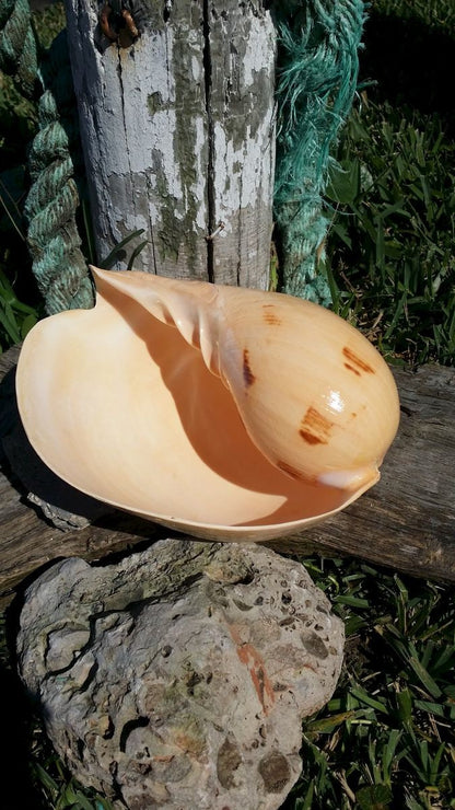 Indian Melon Shell – Voluta melo – 5–10"+