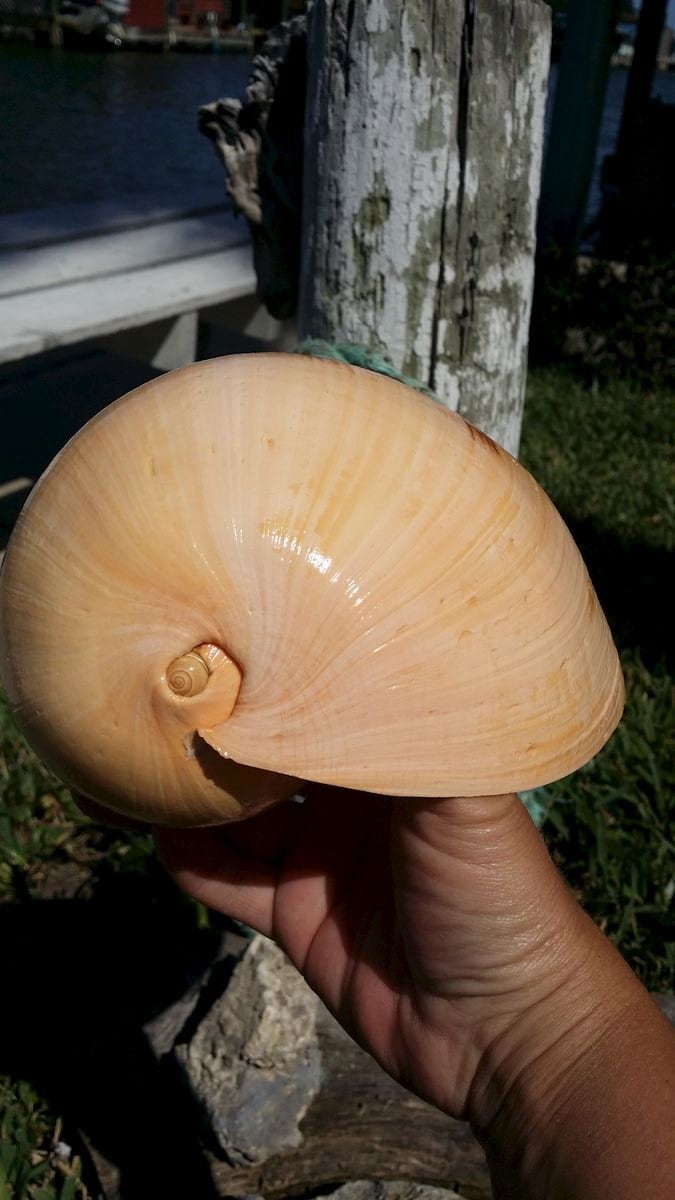 Indian Melon Shell – Voluta melo – 5–10"+