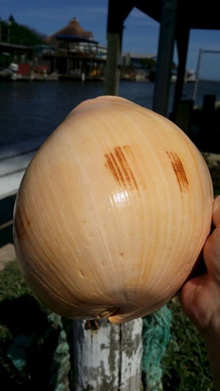 Indian Melon Shell – Voluta melo – 5–10"+