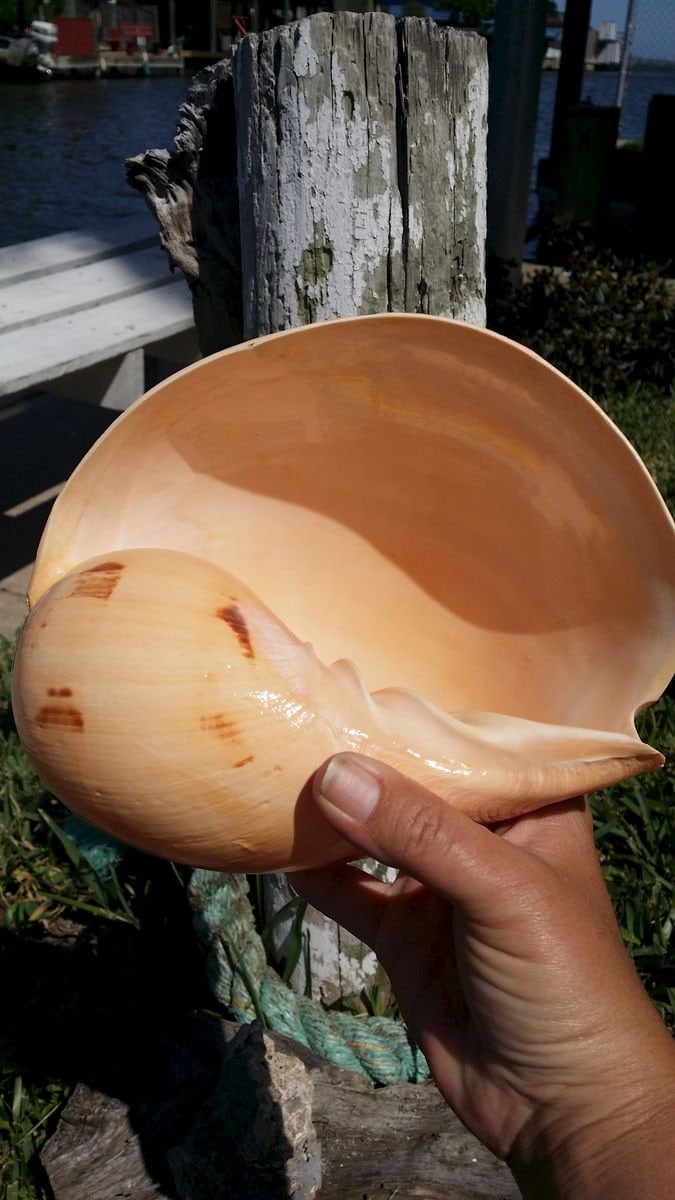 Indian Melon Shell – Voluta melo – 5–10"+