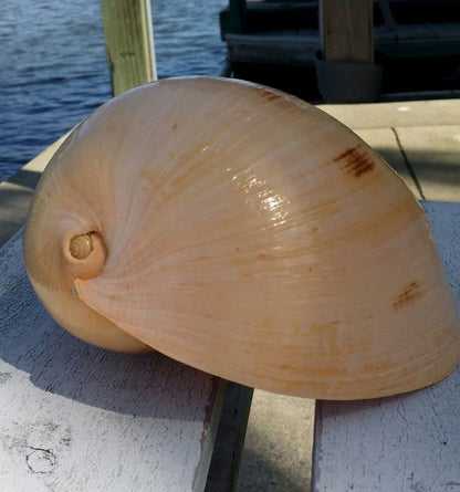 Indian Melon Shell – Voluta melo – 5–10"+